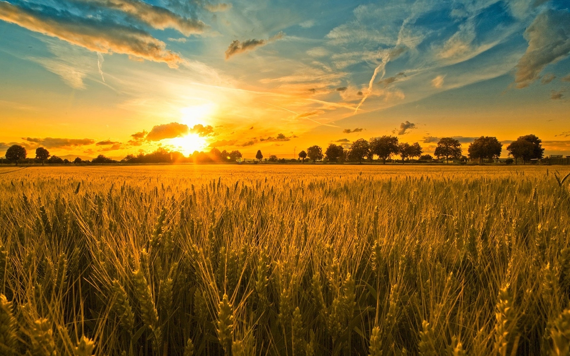 wheat-field-sunset-wallpaper-4.jpg