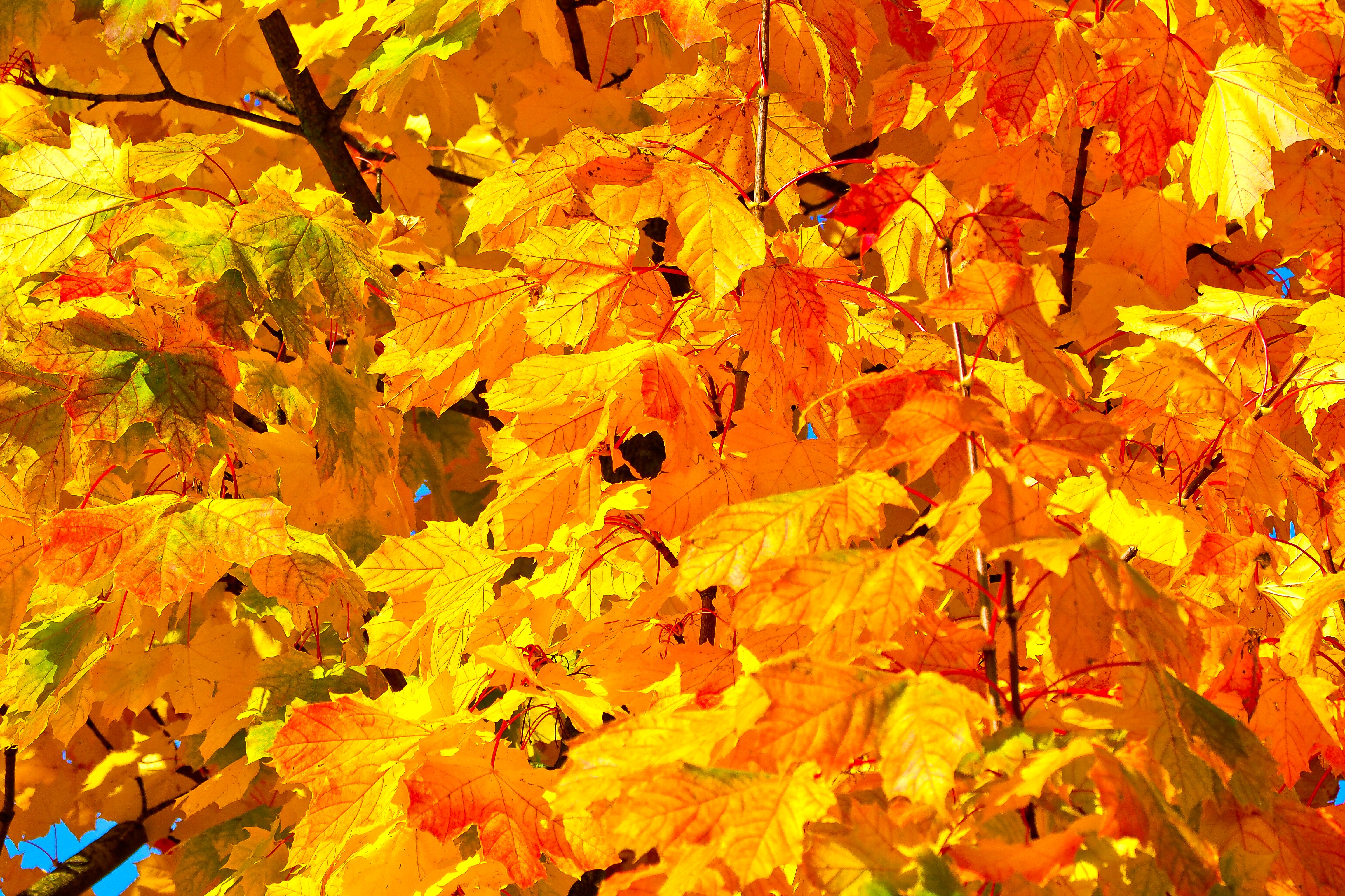 autumn-2840590.jpg