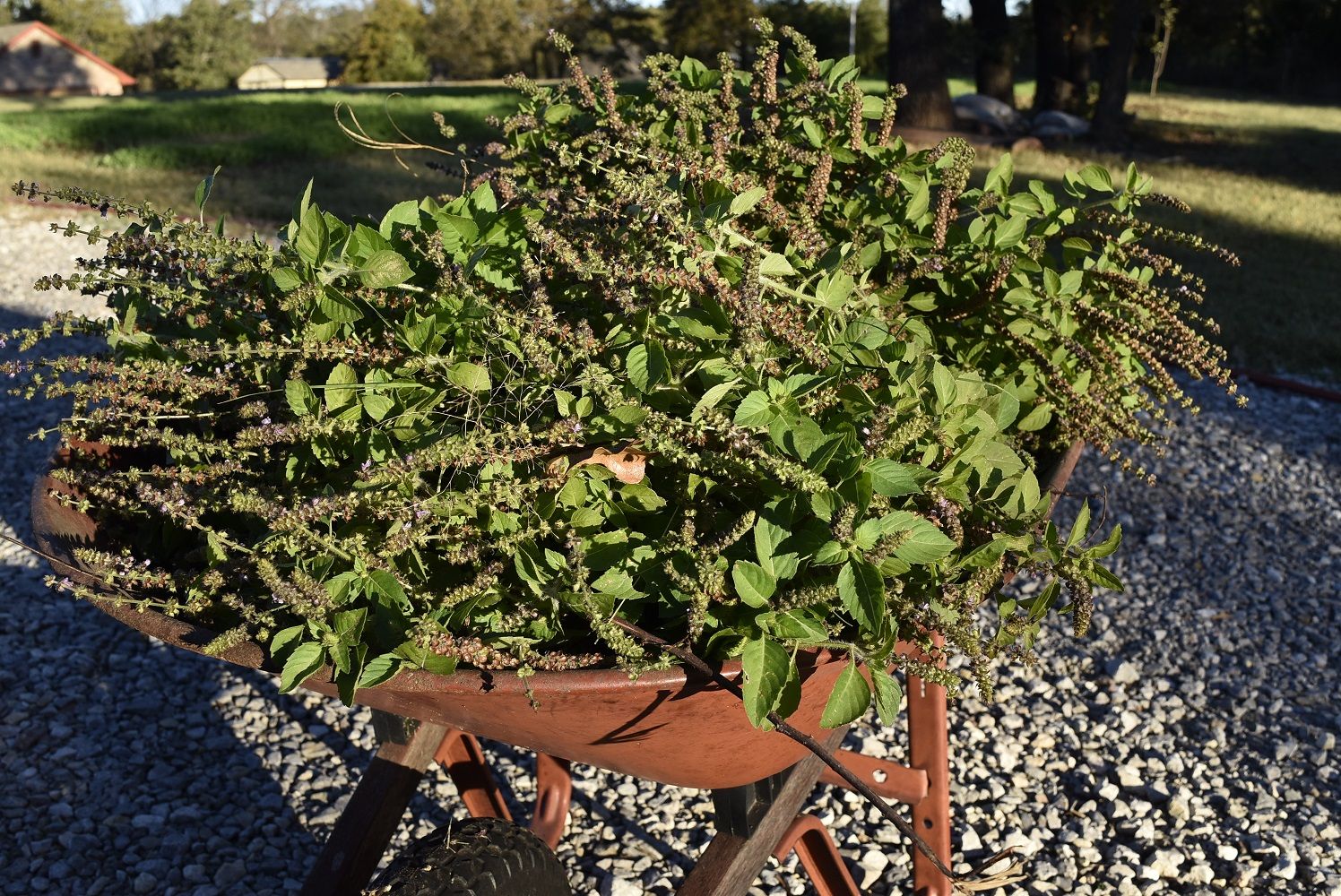 Last Harvest of Holy Basil Before the Frost Steemit