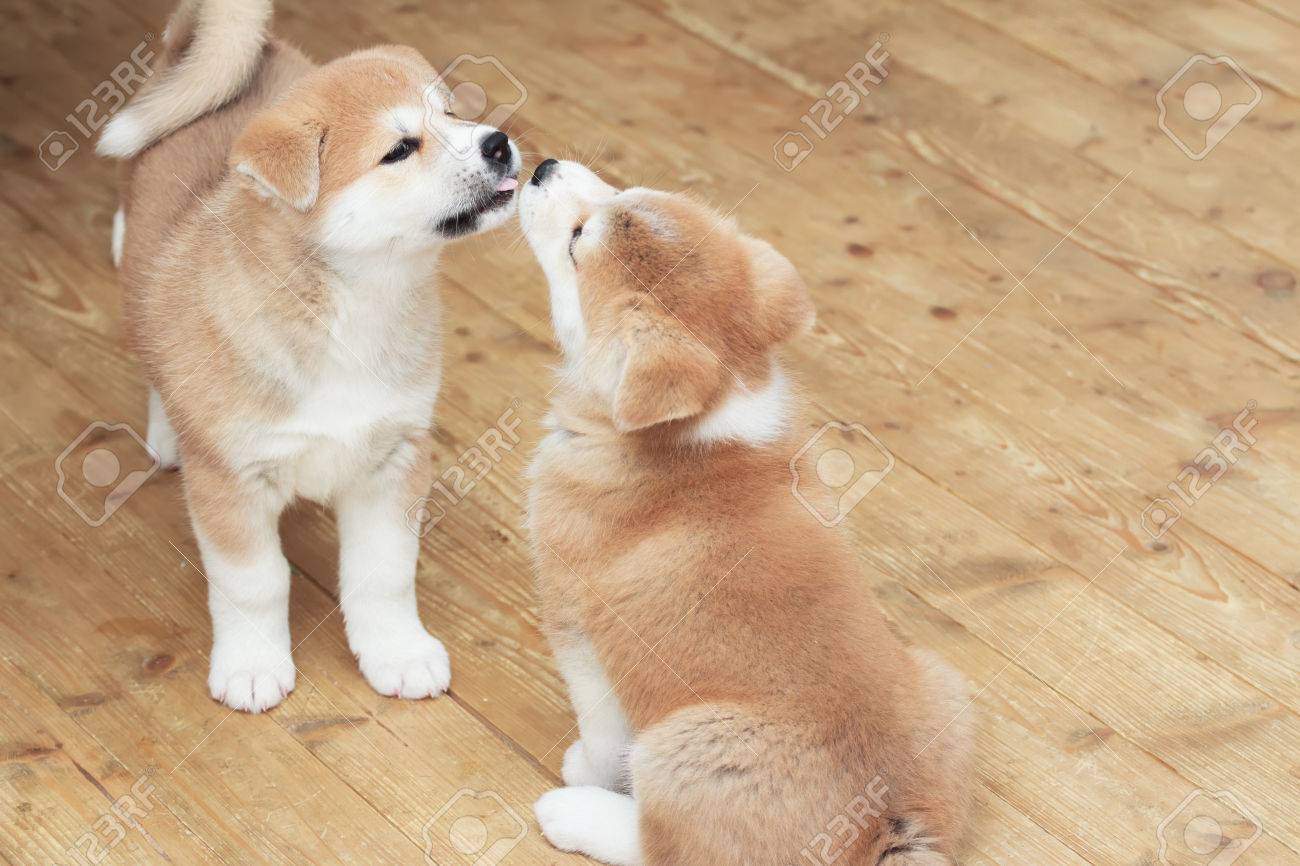 35981828-two-japanese-akita-inu-breed-little-puppies-kiss.jpg