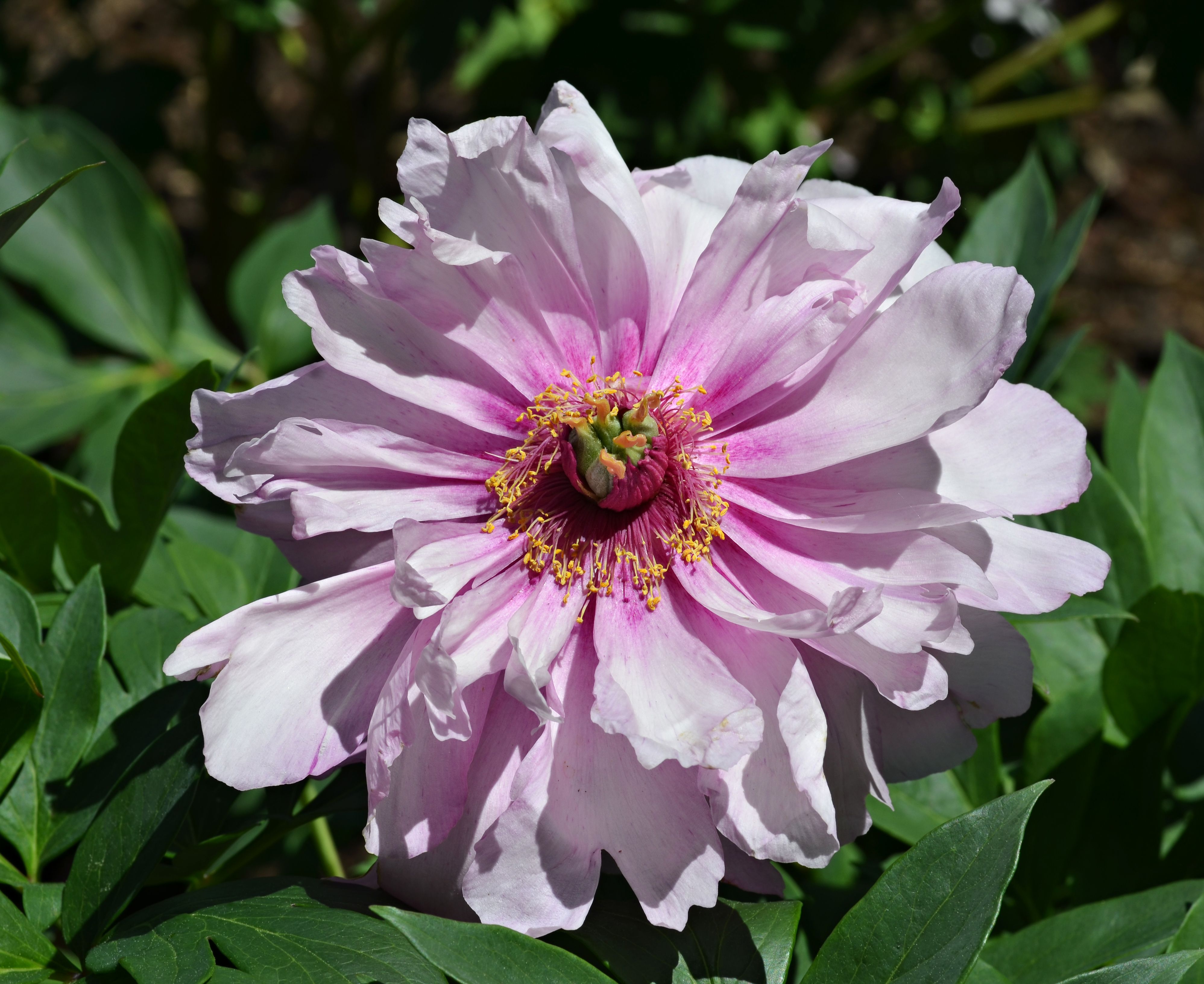 Paeonia_'First_Arrival'_Flower.JPG