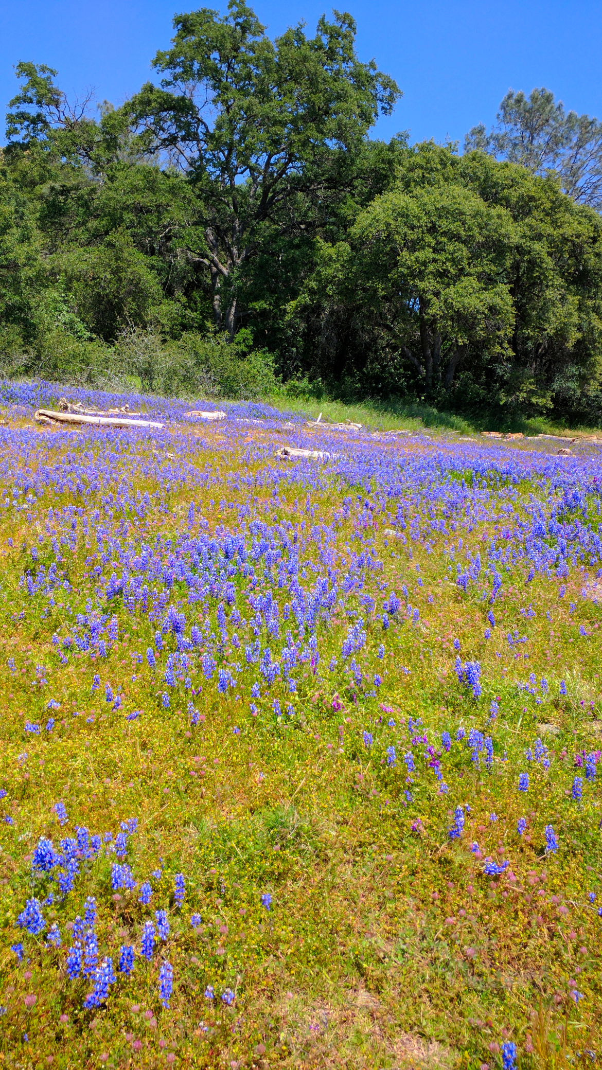 IMG_20180426_140625-spring-rise-flowers-for-mothersday-#221.jpg