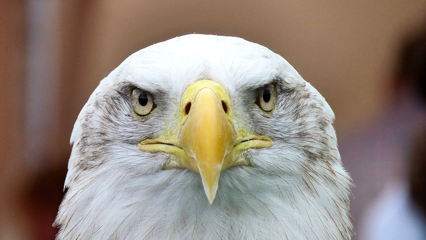 white-tailed-eagle-416795__480.jpg