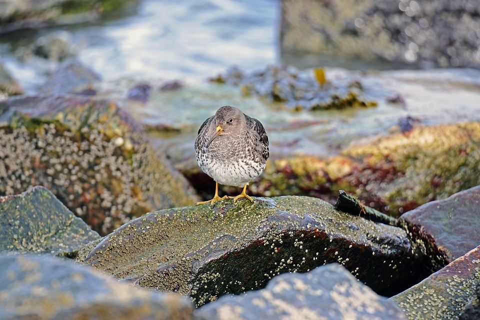 AucklandKiwiBird.jpg