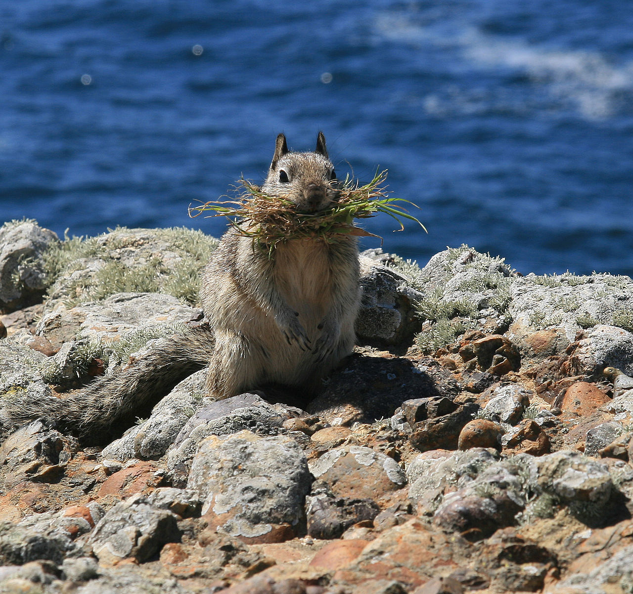 1280px-California_ground_squirrel_at_Point_Lobos.jpg