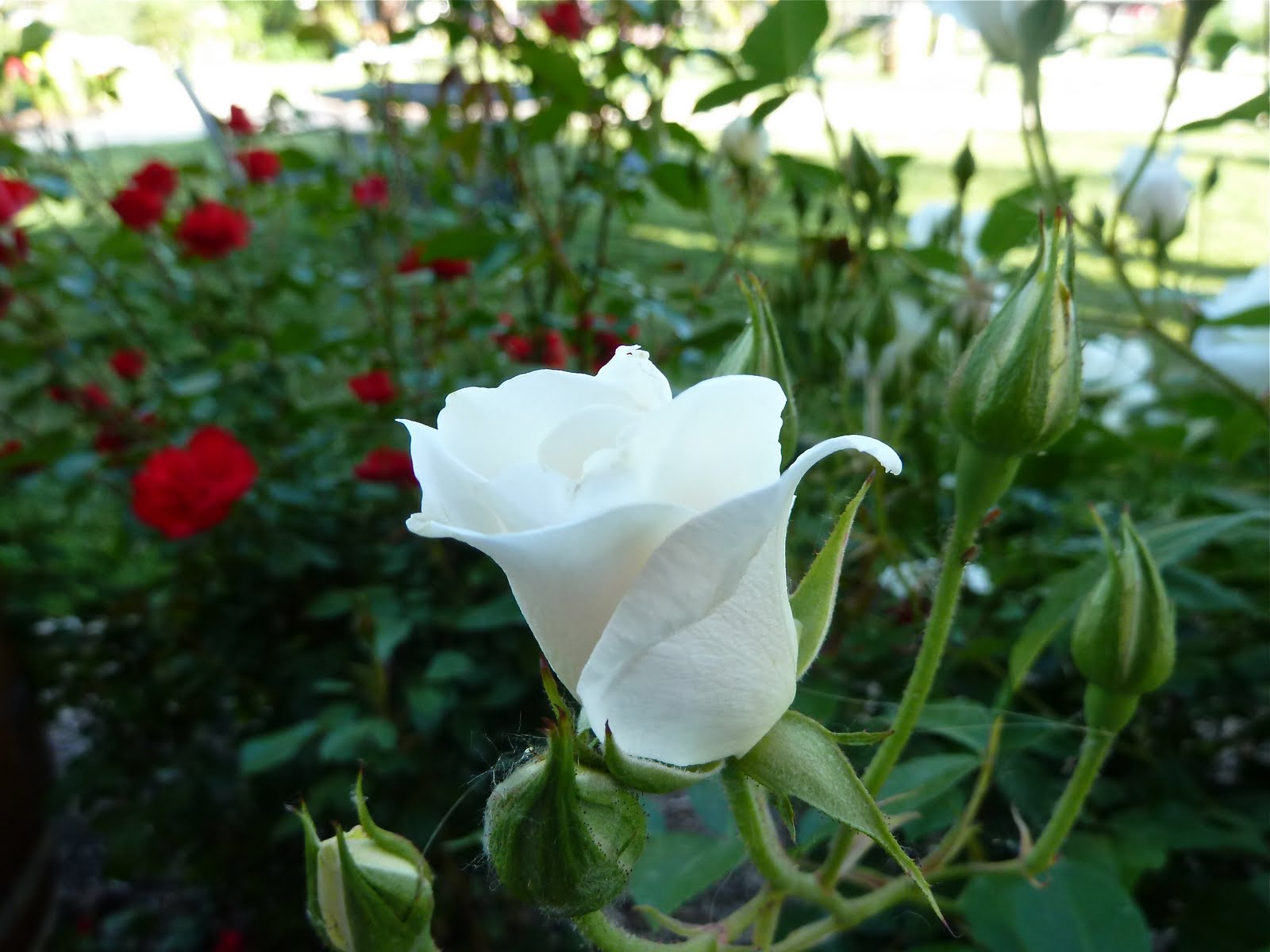 white rose.JPG