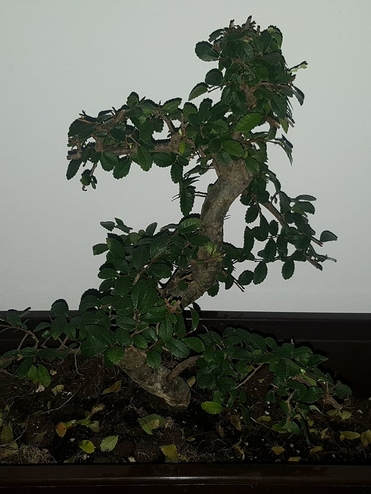 How To Save A Dying Bonsai Tree Meet Kai The Moody Bonsai Steemit