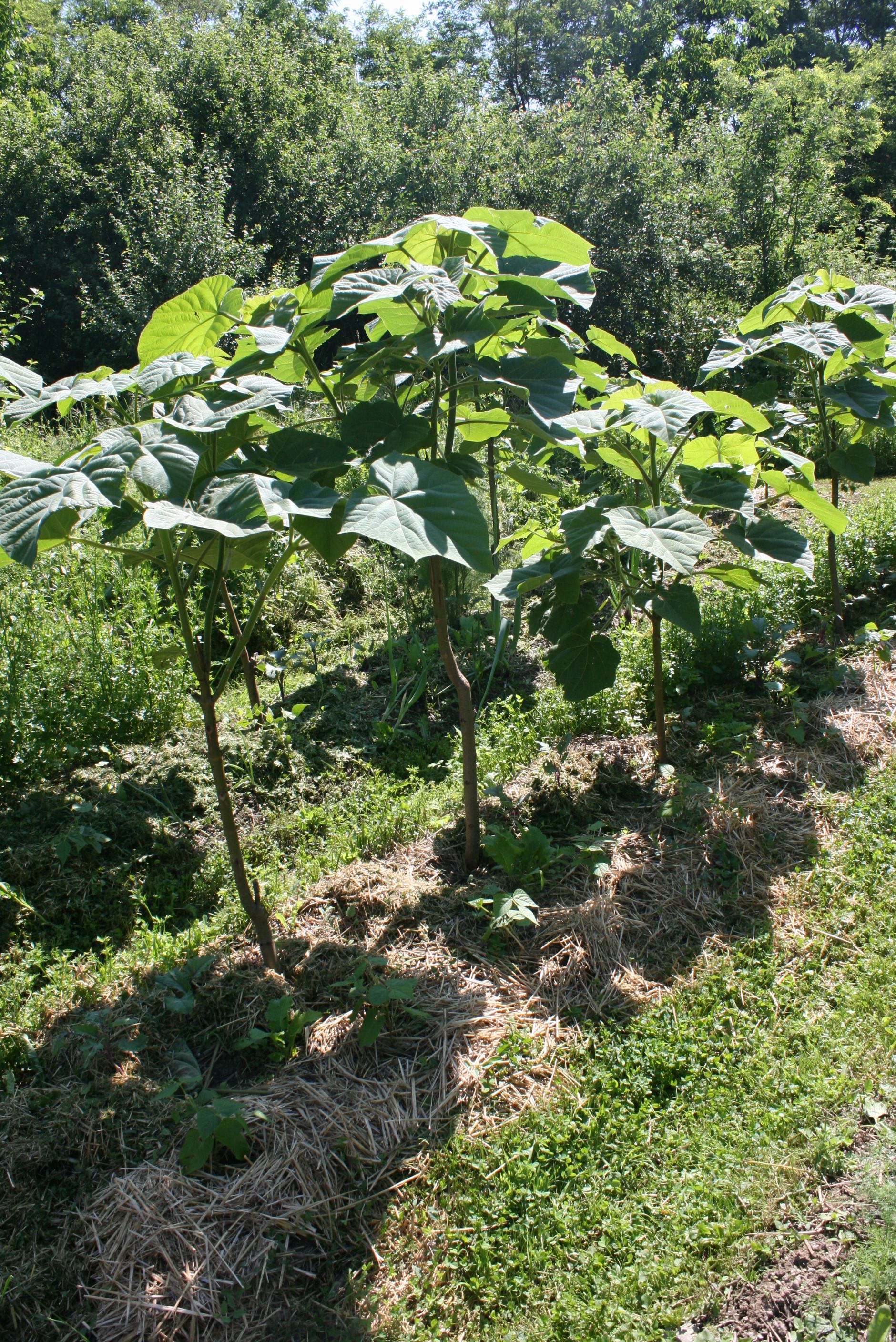 Paulownia tomentosa - biomasse