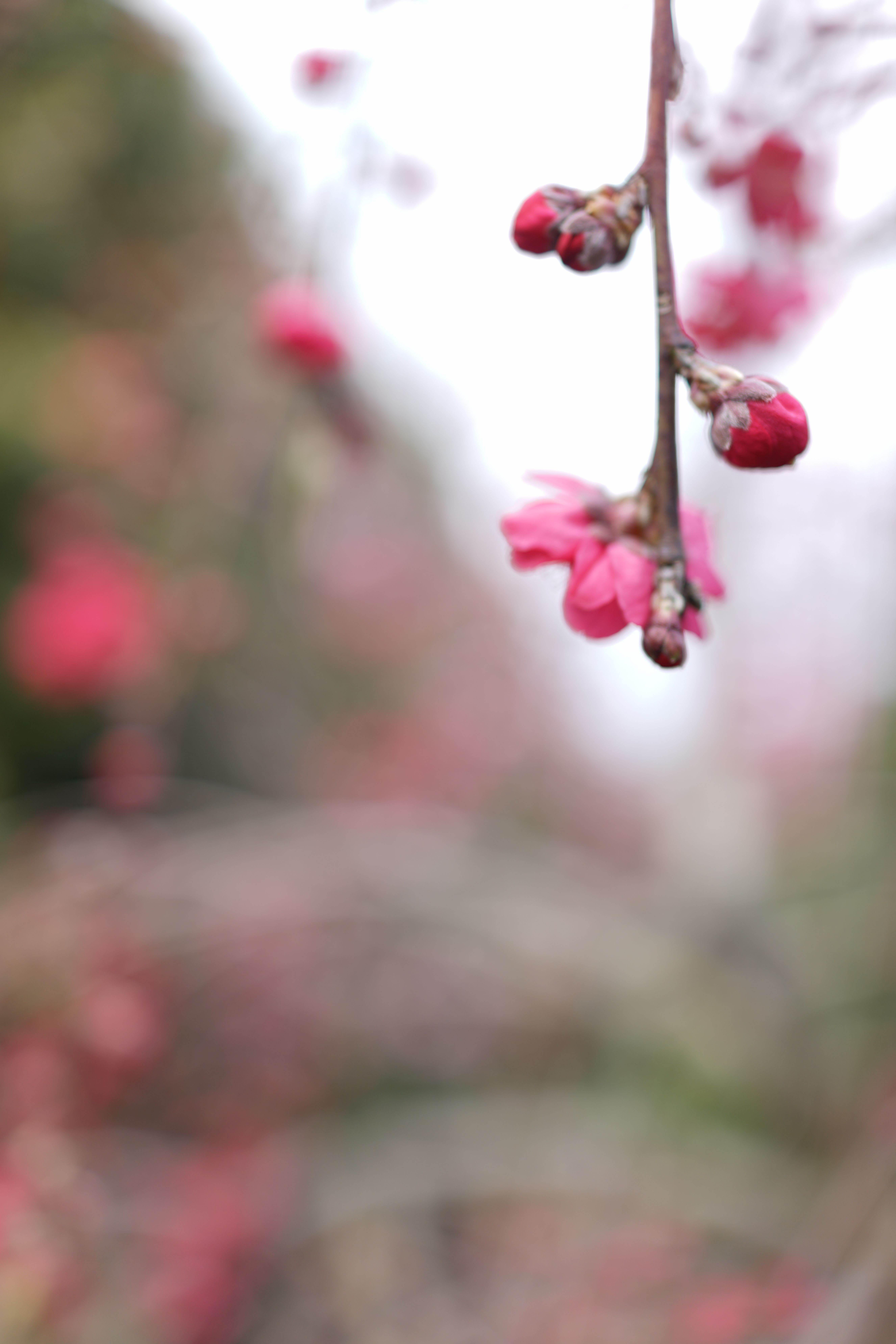 DSC00954.JPG