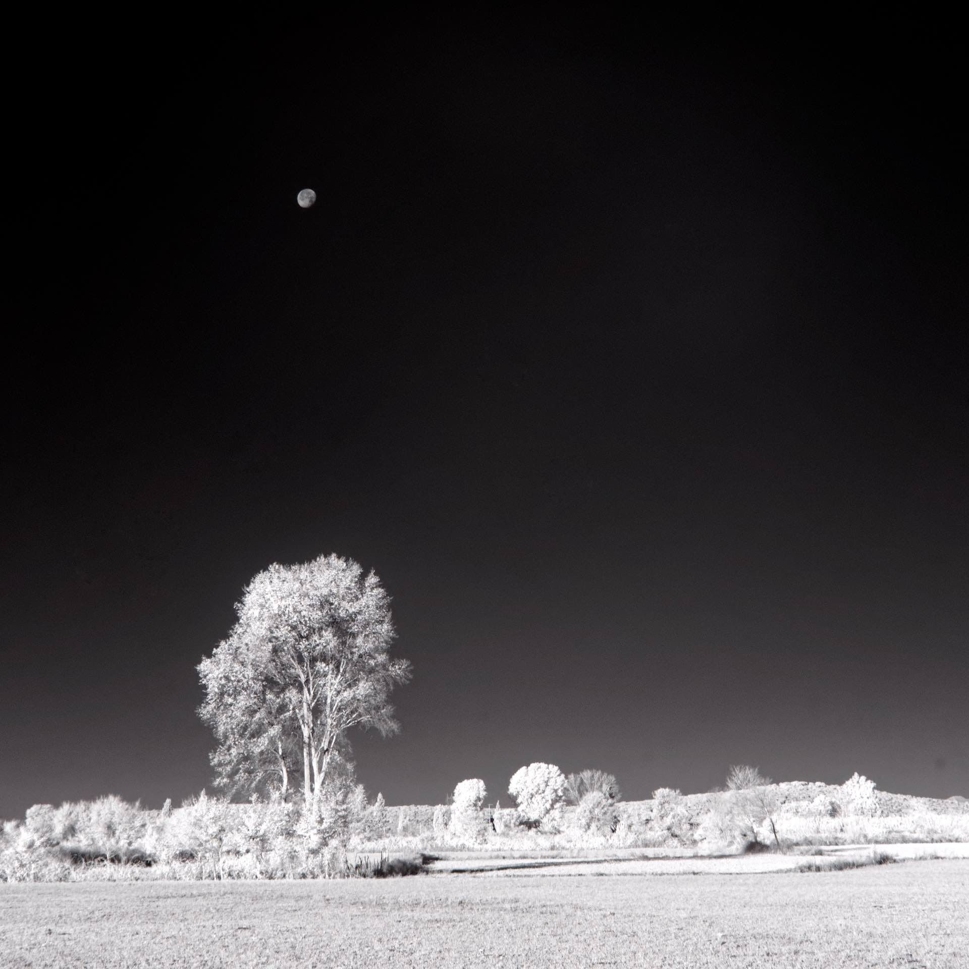 Infrared Landscape with Moon (1).jpg