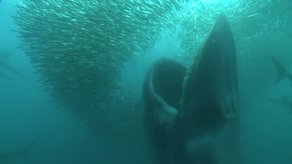 605386542-fin-whale-sardine-run-durban-boobies-and-gannets.jpg