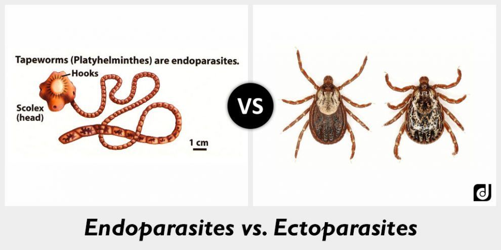 Különbség az ektoparazita és az endoparazita között - 2021 - hírek