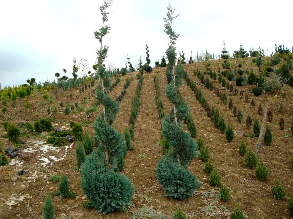 Thuja-occidentalis-columnaris.jpg