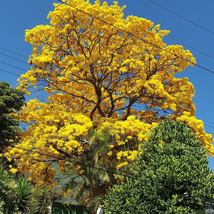 venezuelan trees