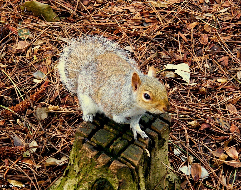 Squirrel (2).jpg