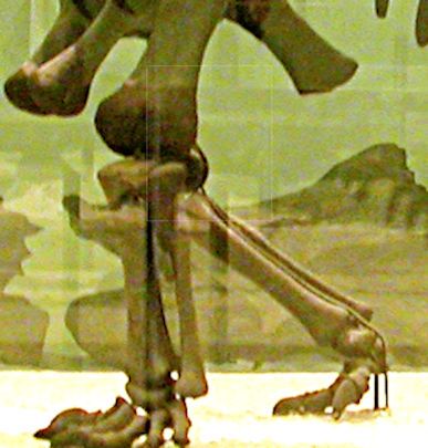 amnh-460-skeleton-model sauropod knee.jpg