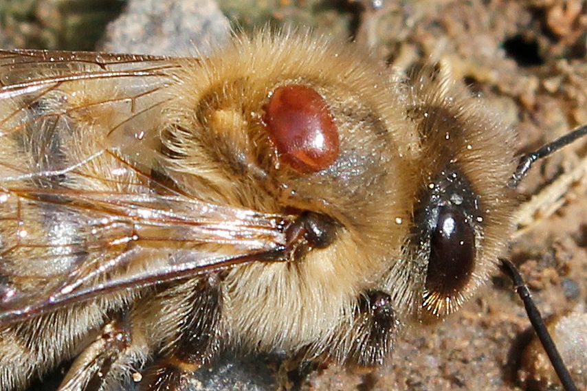 Varroa 3.jpg