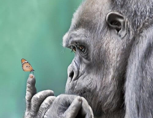gorila-y-mariposa.jpg