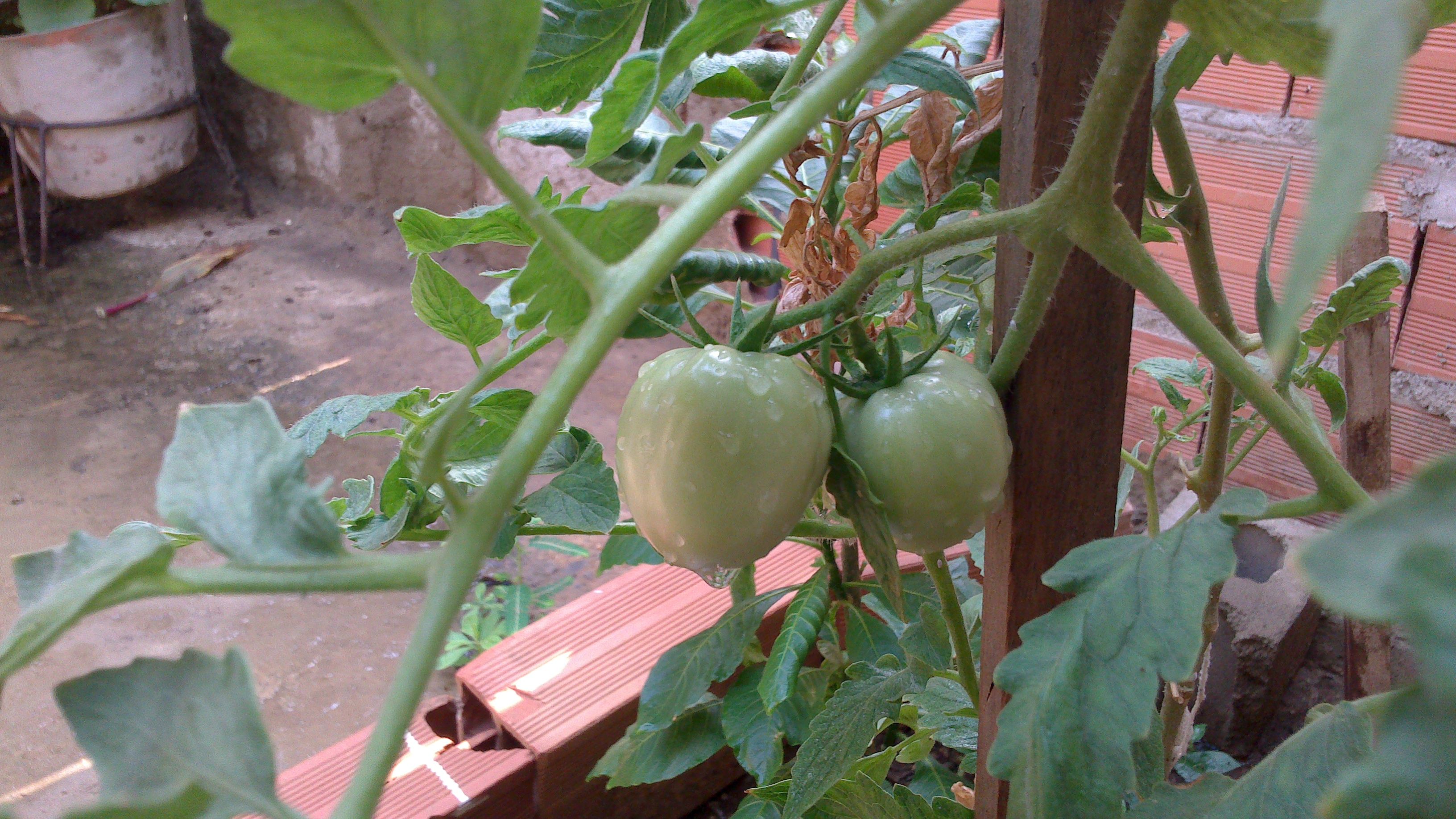 tomates.jpg