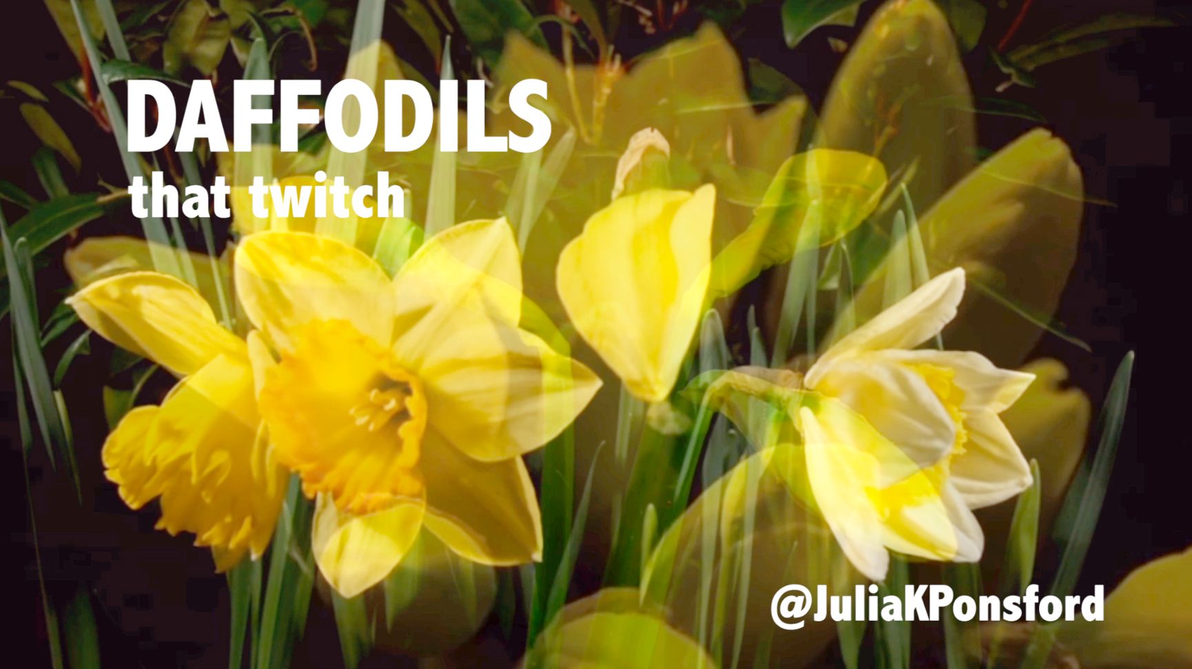 daffodils_thumbnail.jpg