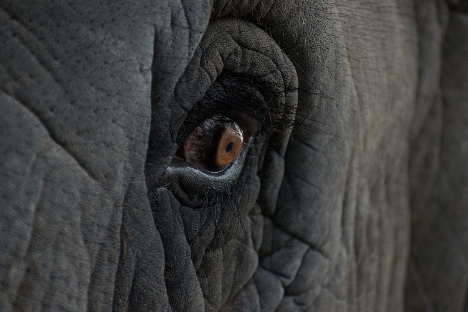 EYE OF THE ELEPHANT PHOTOGRAPH BY VASANTH SELVARAJ,.jpg