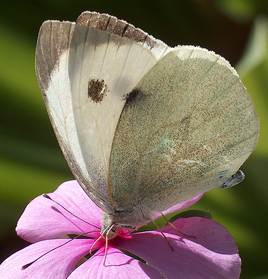 AHPIM3988 rc.jpg
