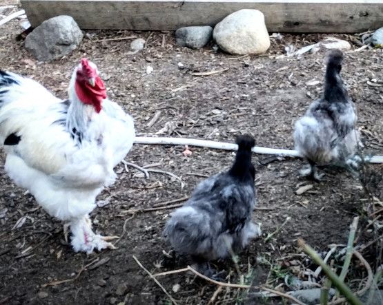 silkies and phoenix.jpg