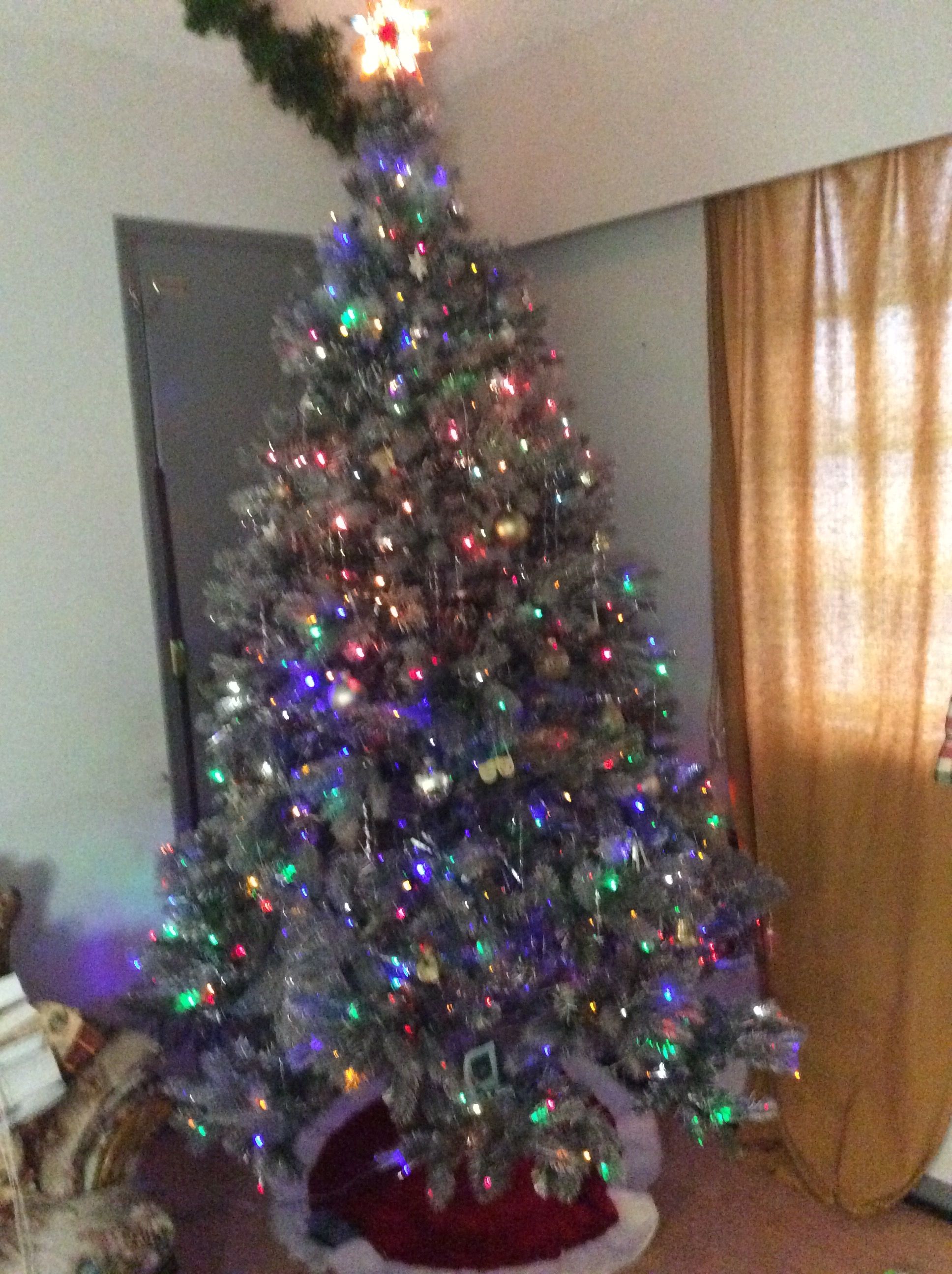 my tree 001.JPG