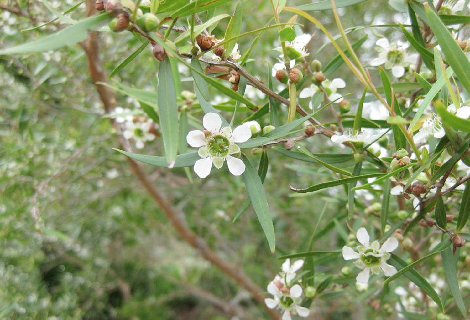 LemonTeaTree.jpg