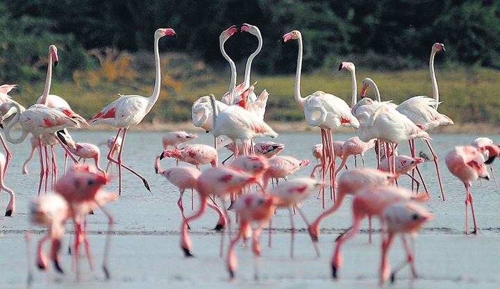 Flamingos.jpg