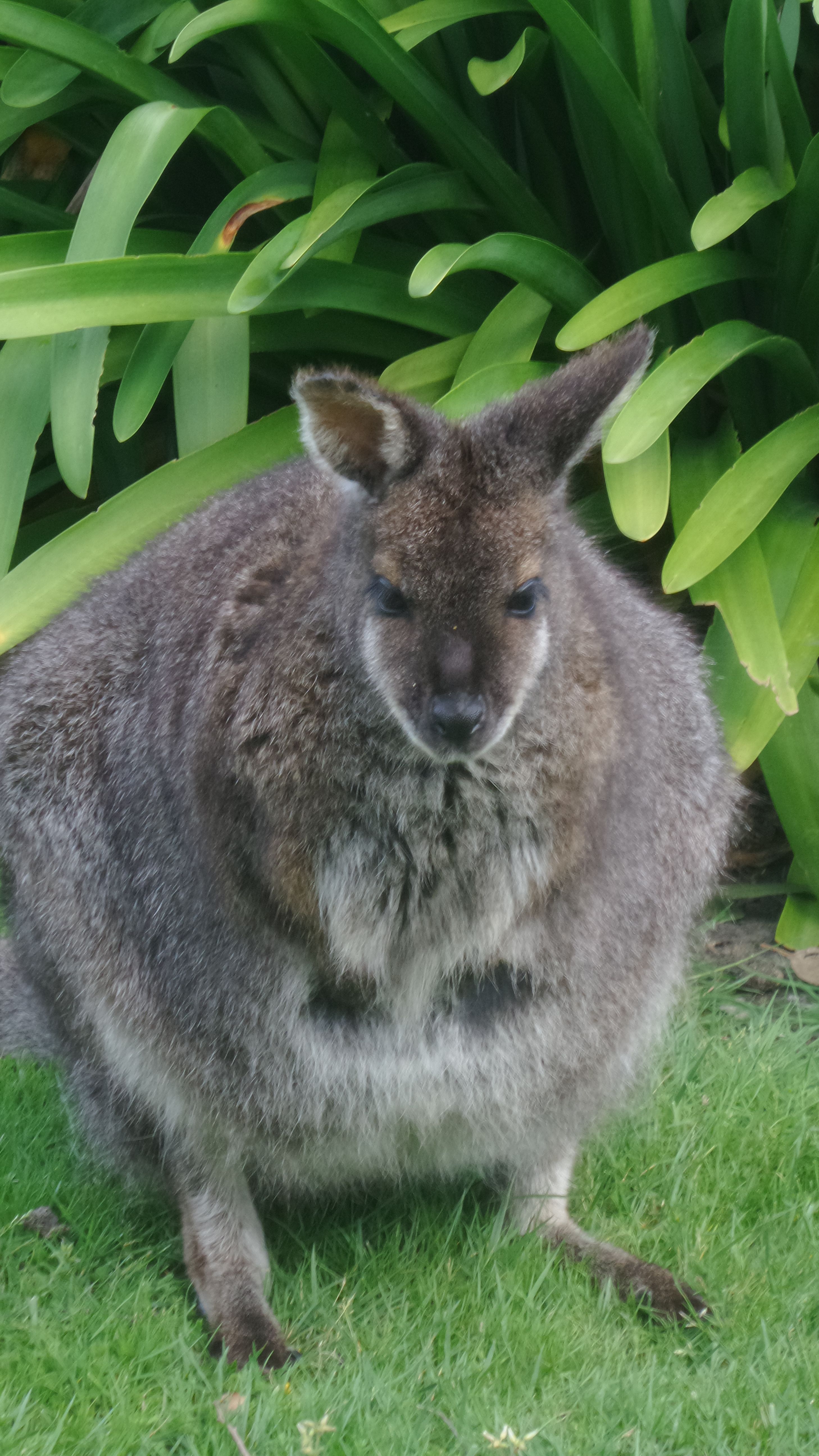 Fat Wallaby.jpg