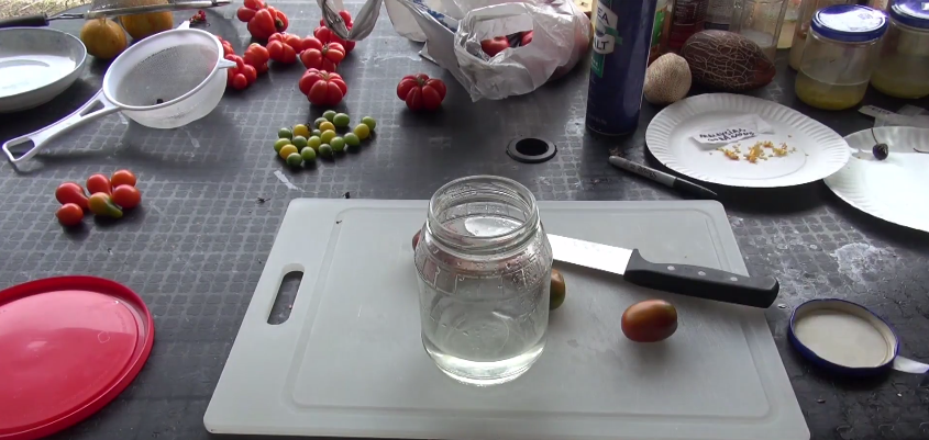 tomato seeds fermenting1.png