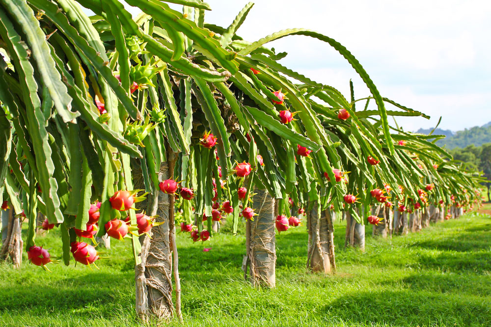 Pitaya_Dragon-fruit-field.jpg
