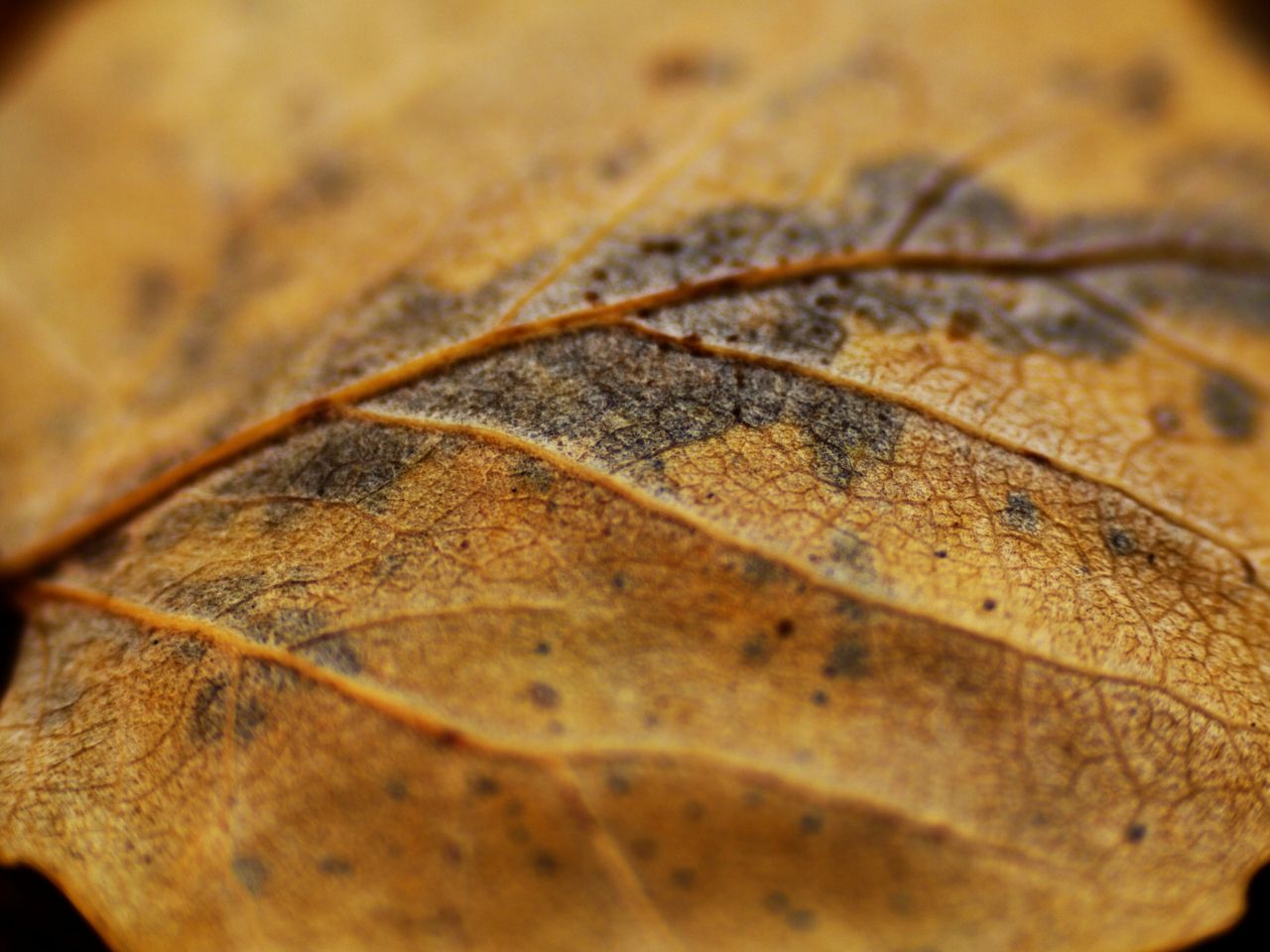 11357065006 - dying autumn leaf with prominent veins.jpg