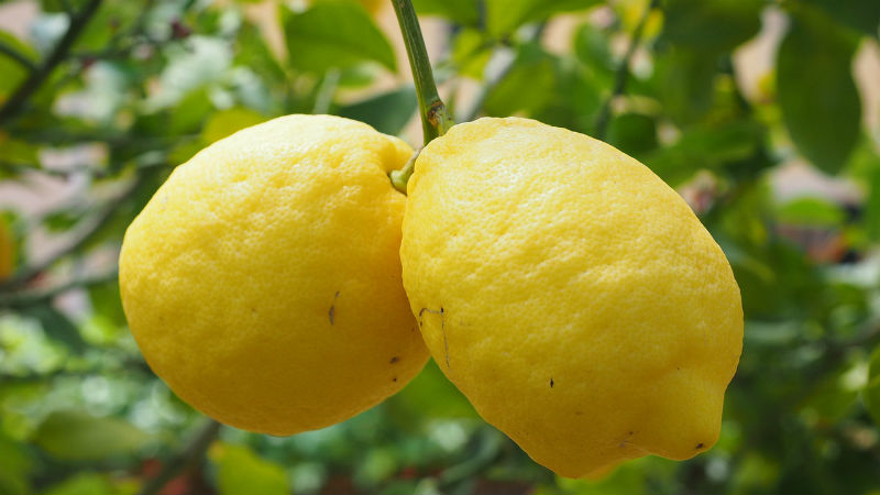 lemon-1117562_1280.jpg