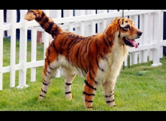 dog-costume-tiger1.jpg