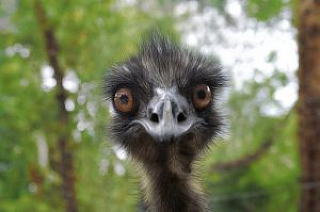 cheeky emu.jpg
