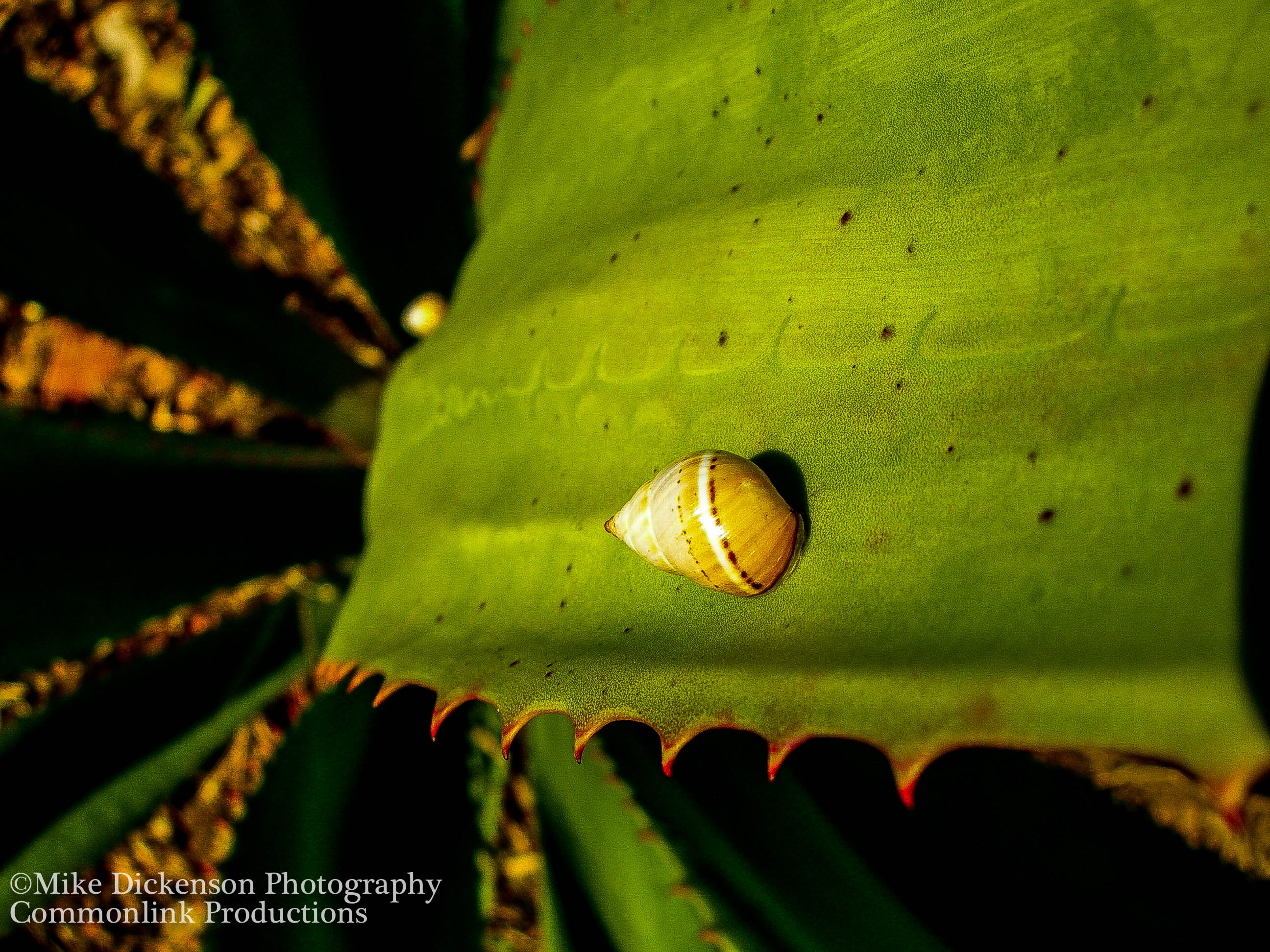 snail on cactus.jpg