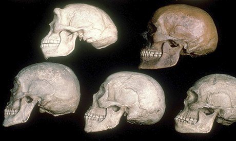 Skulls-of-human-evolution-010.jpg