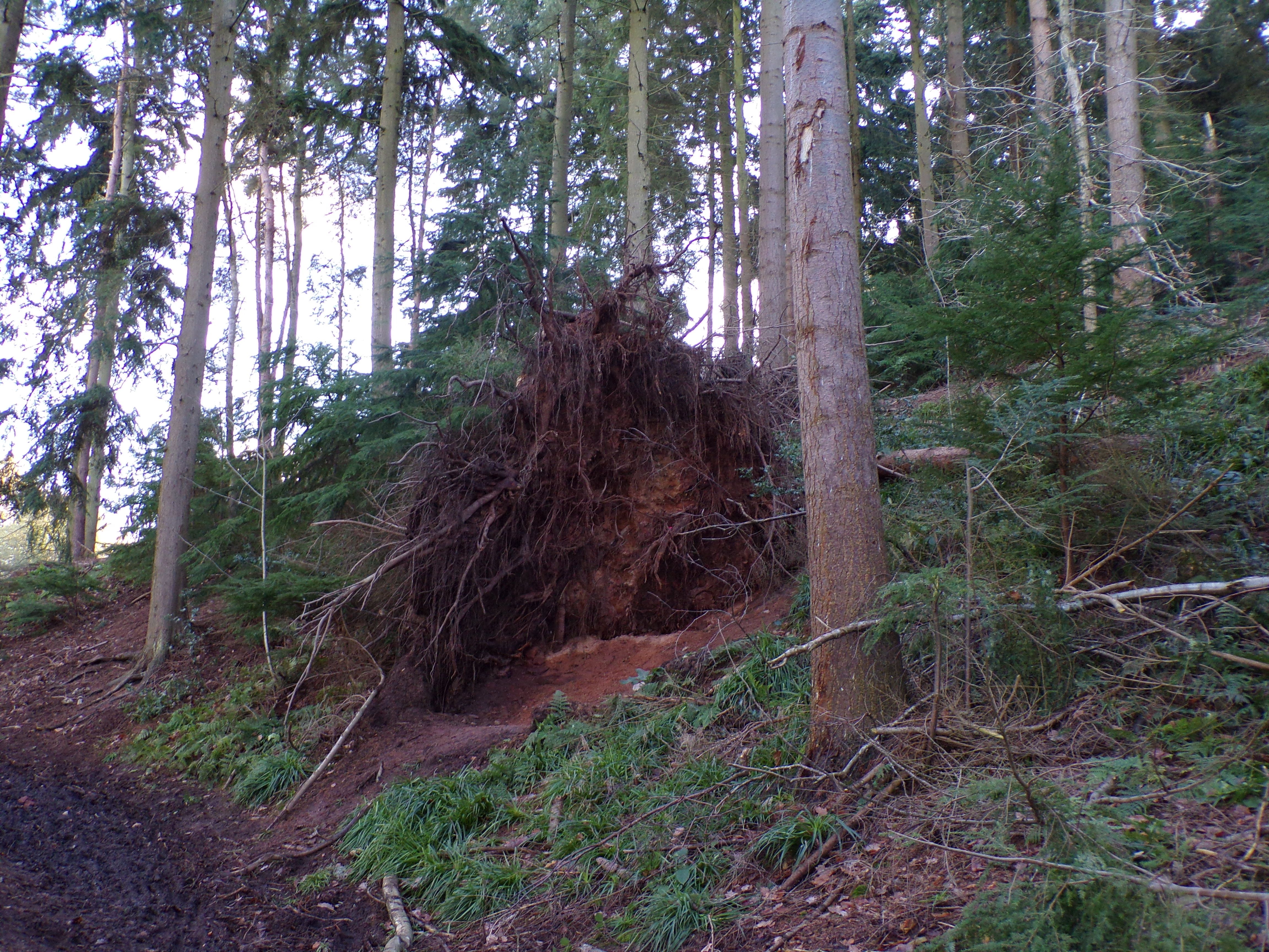 tree stump.JPG