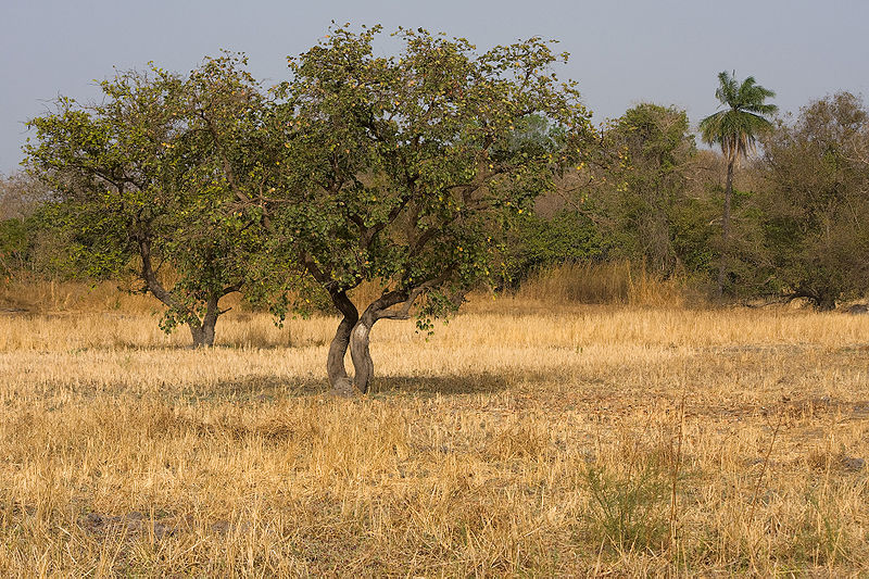 800px-Kiang_West_savanna.jpg