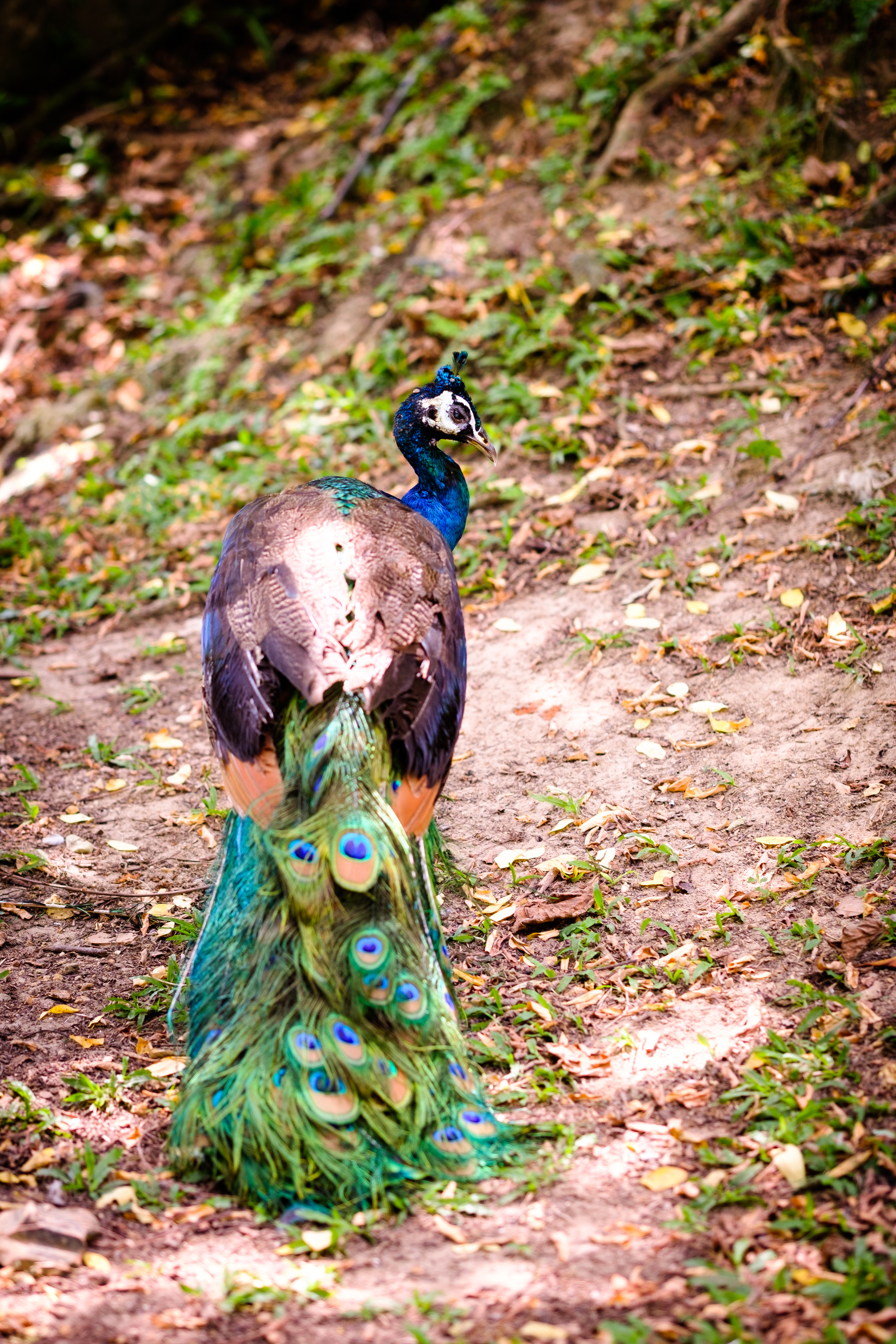 Bird park July 2017-45.jpg