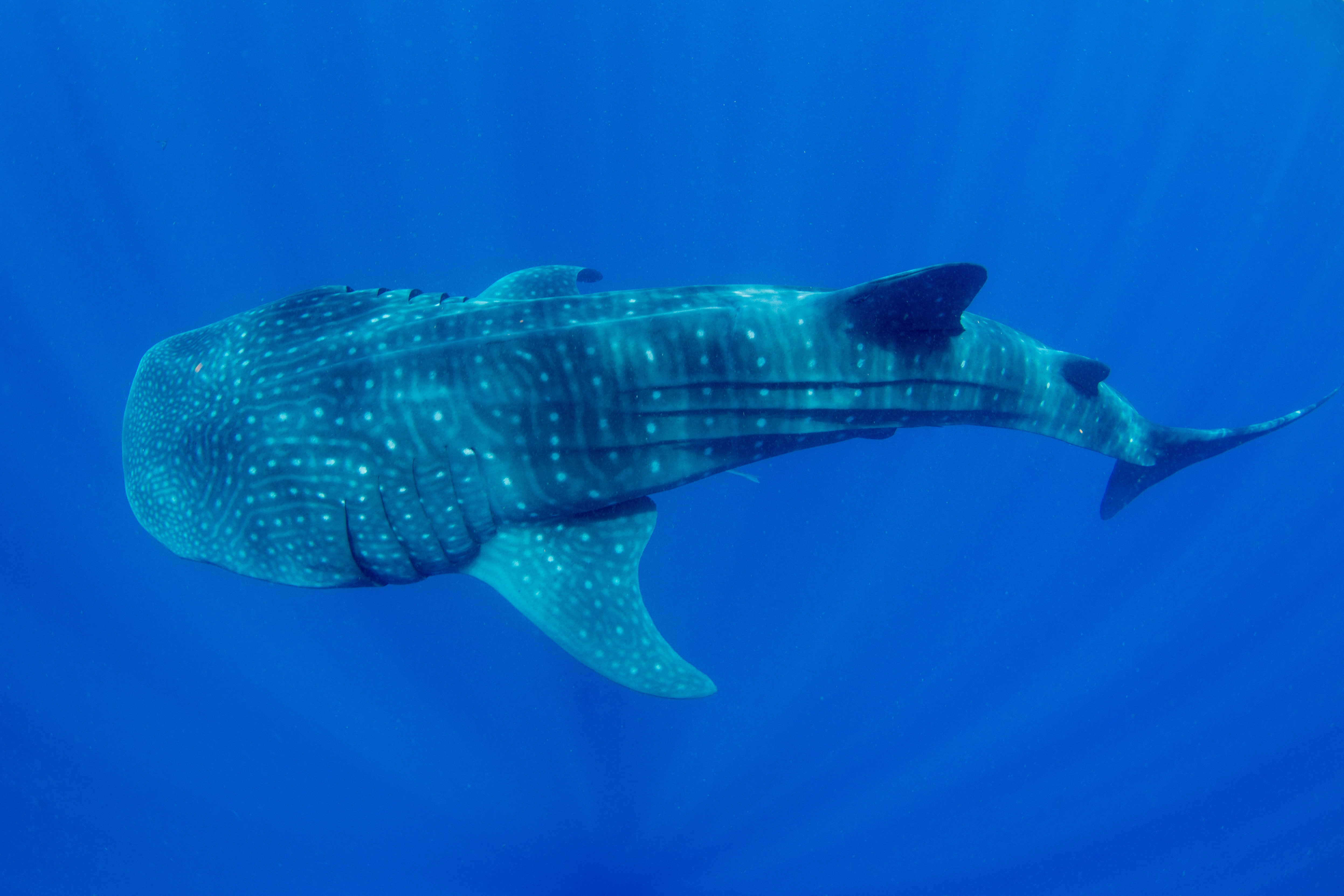 Whale Shark 1.jpg