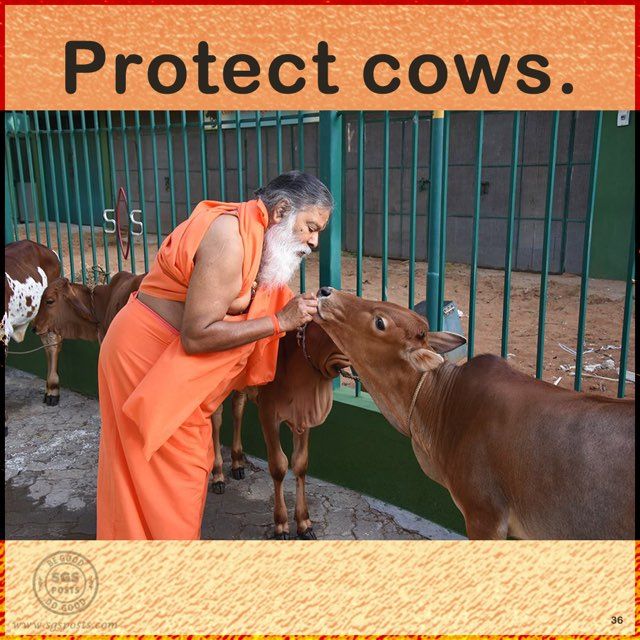 Protect Cows.jpg