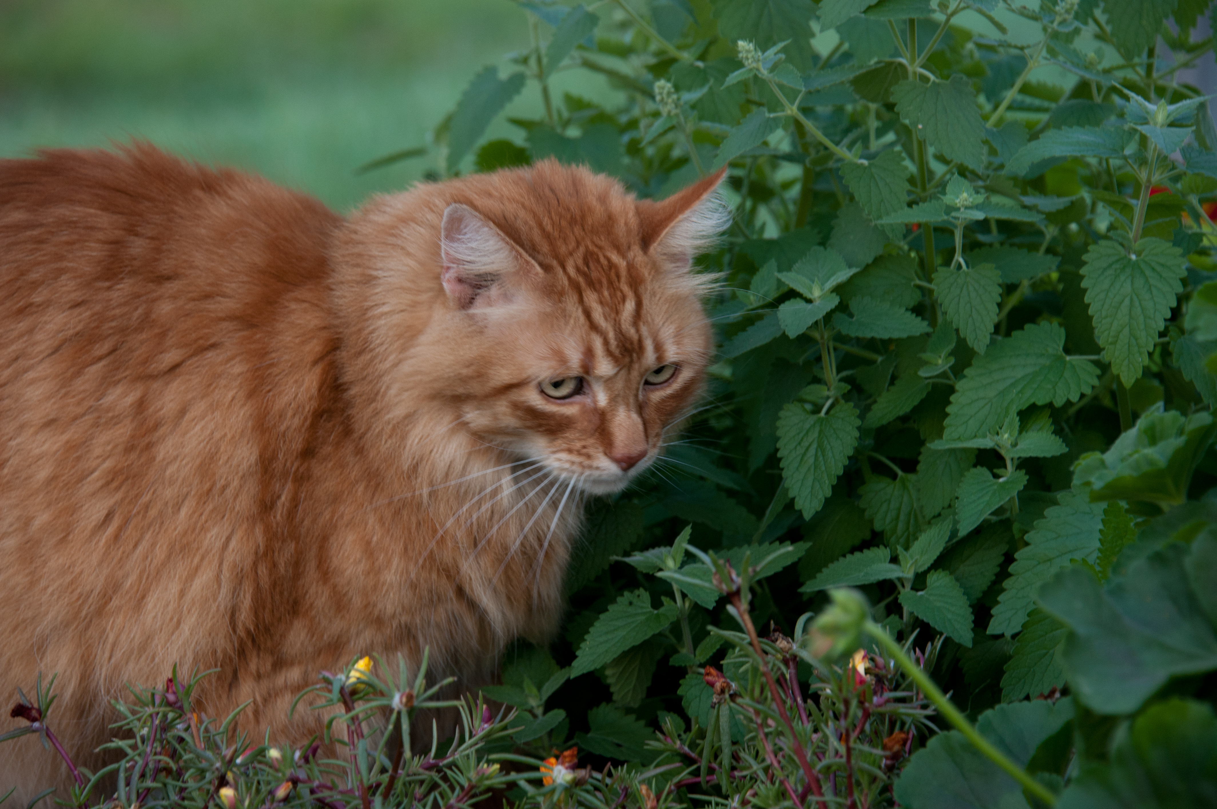 catnip.jpg