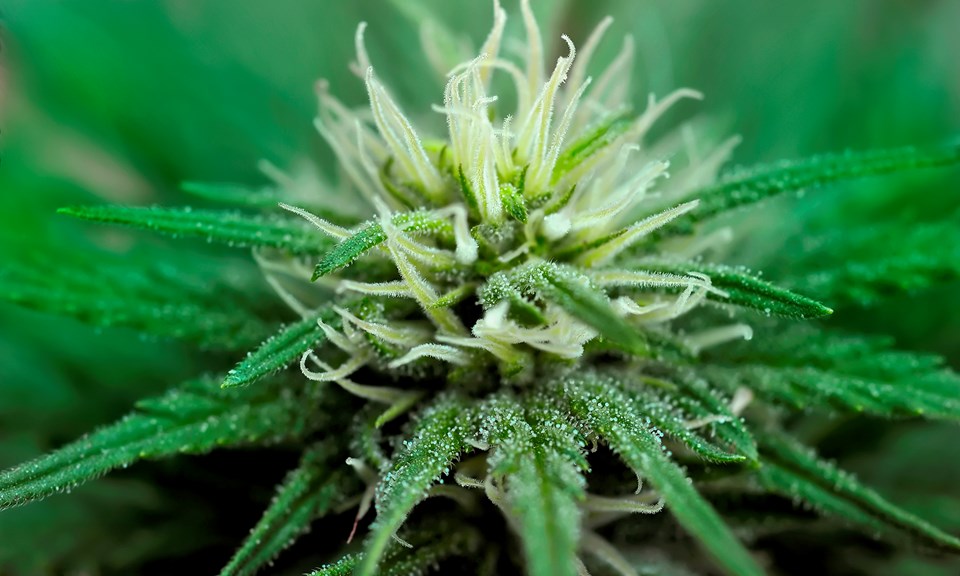 increasing-trichome-production-on-cannabis.jpg