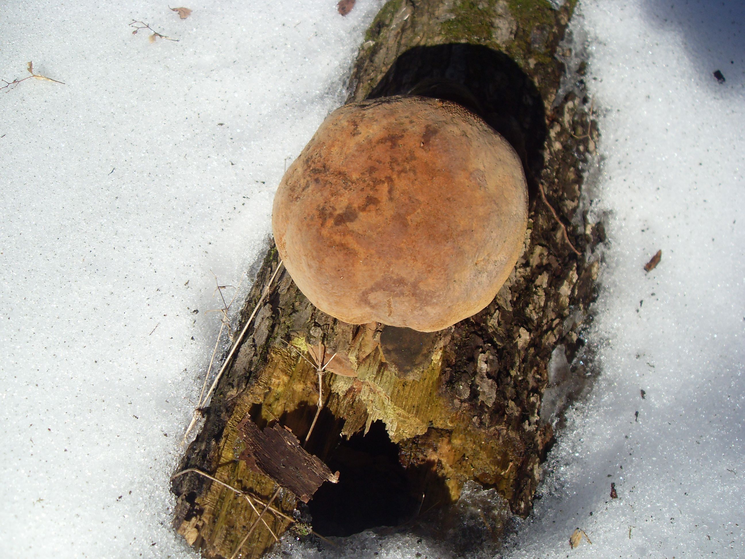 SDC12721.JPG