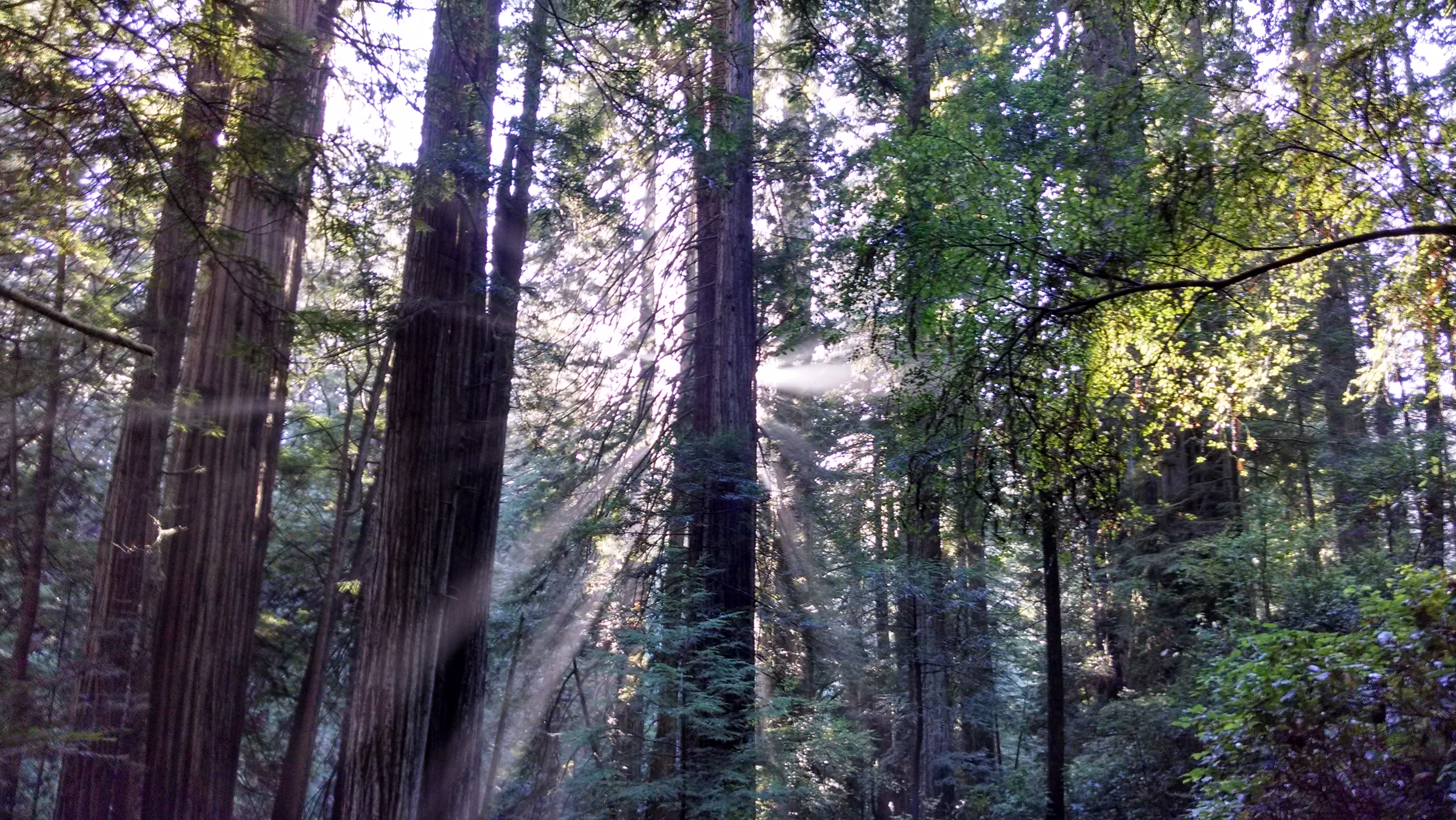 California Redwoods 10.jpg