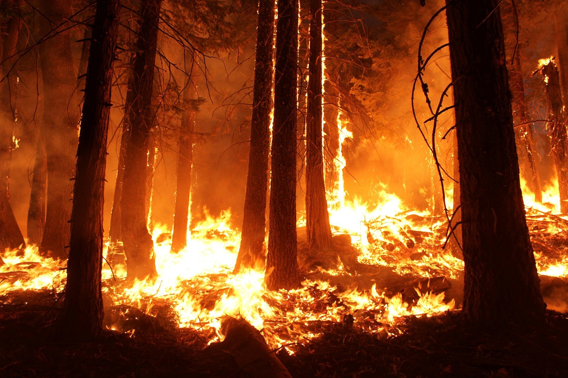 wildfire-1105209.jpg