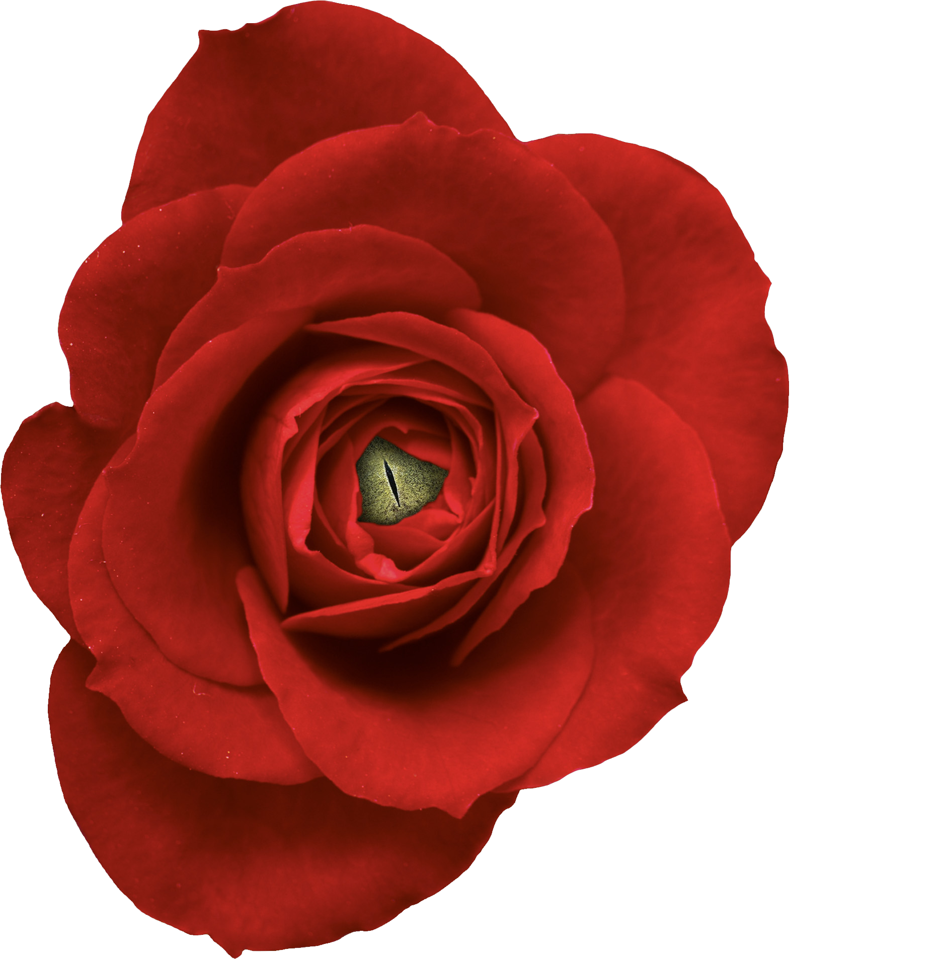 rose eye .png